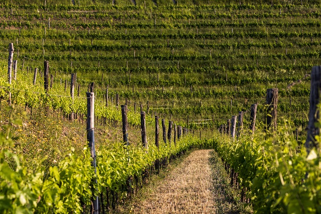 TenutaStella-vyd